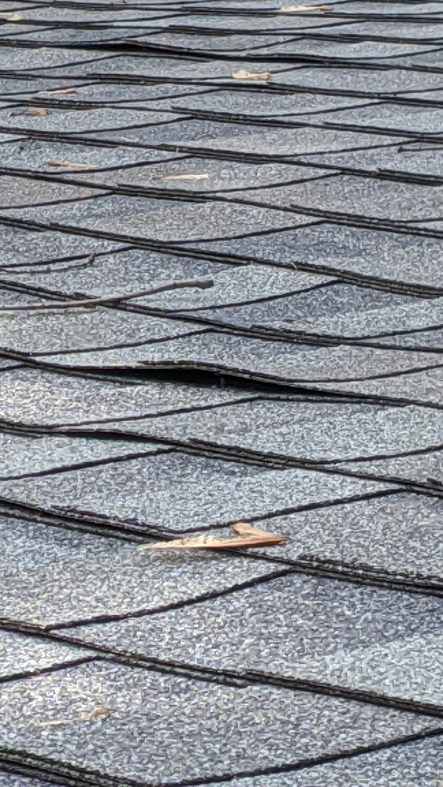 Damaged shingle: lifted and cracked tab