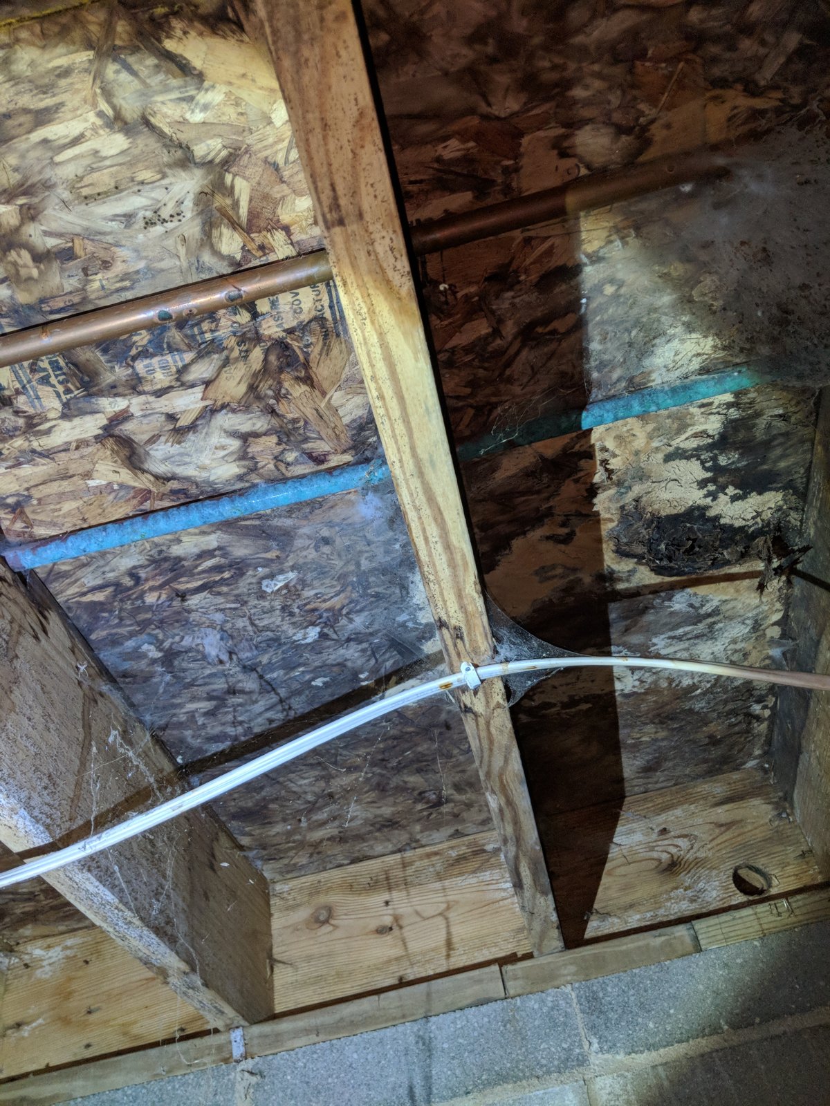 Possible mold on the floor sheathing above the block wall