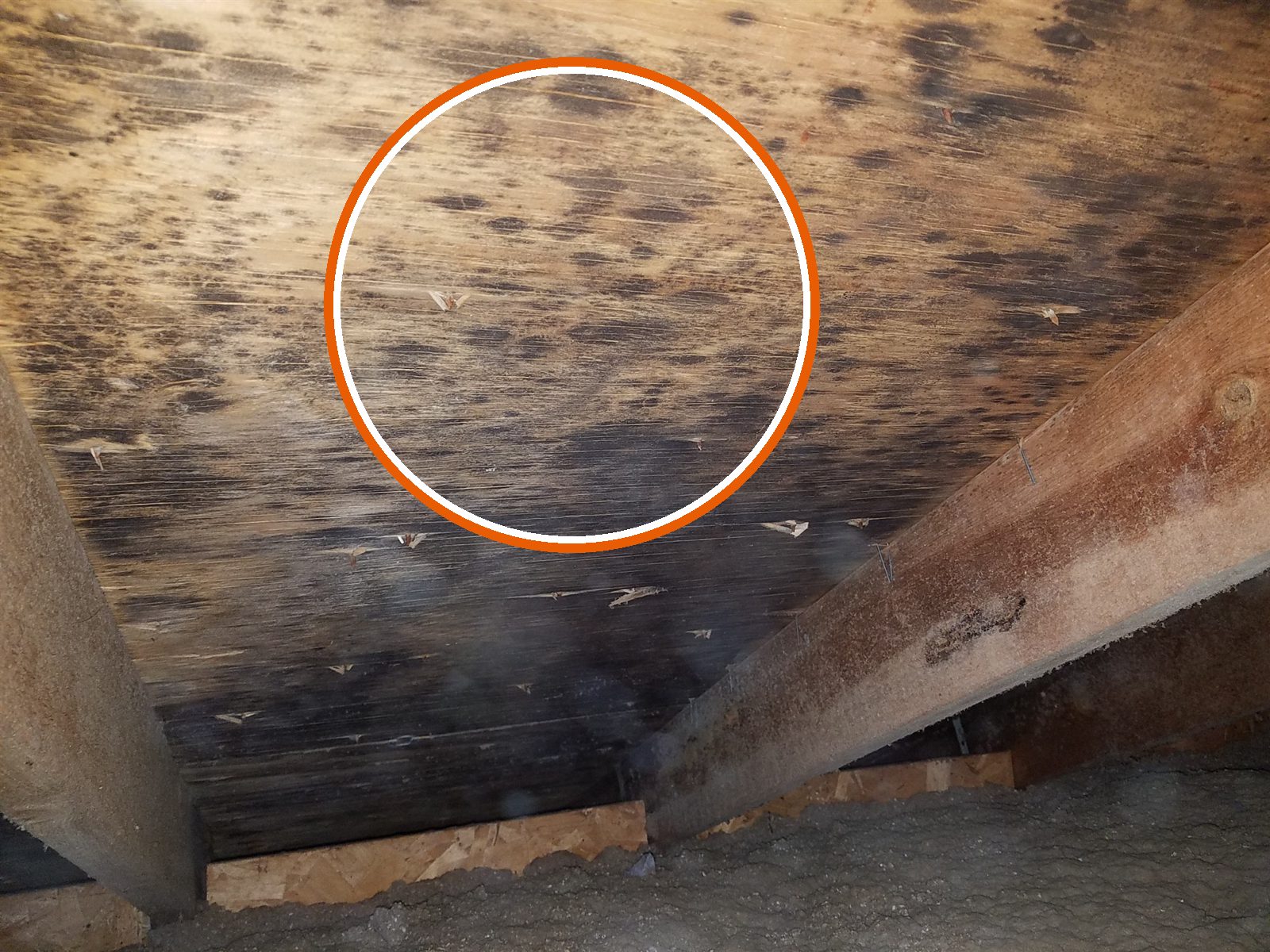 Mold-like growth on attic roof sheathing