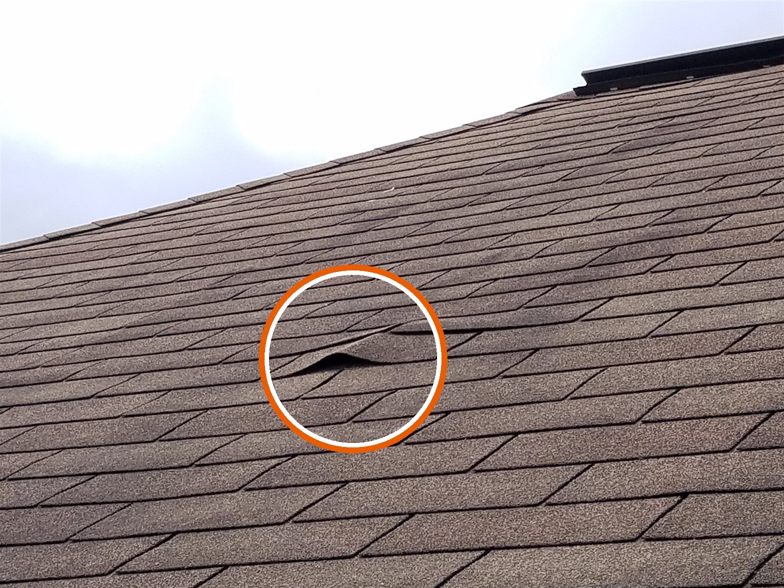 Damaged shingle: lifted and creased