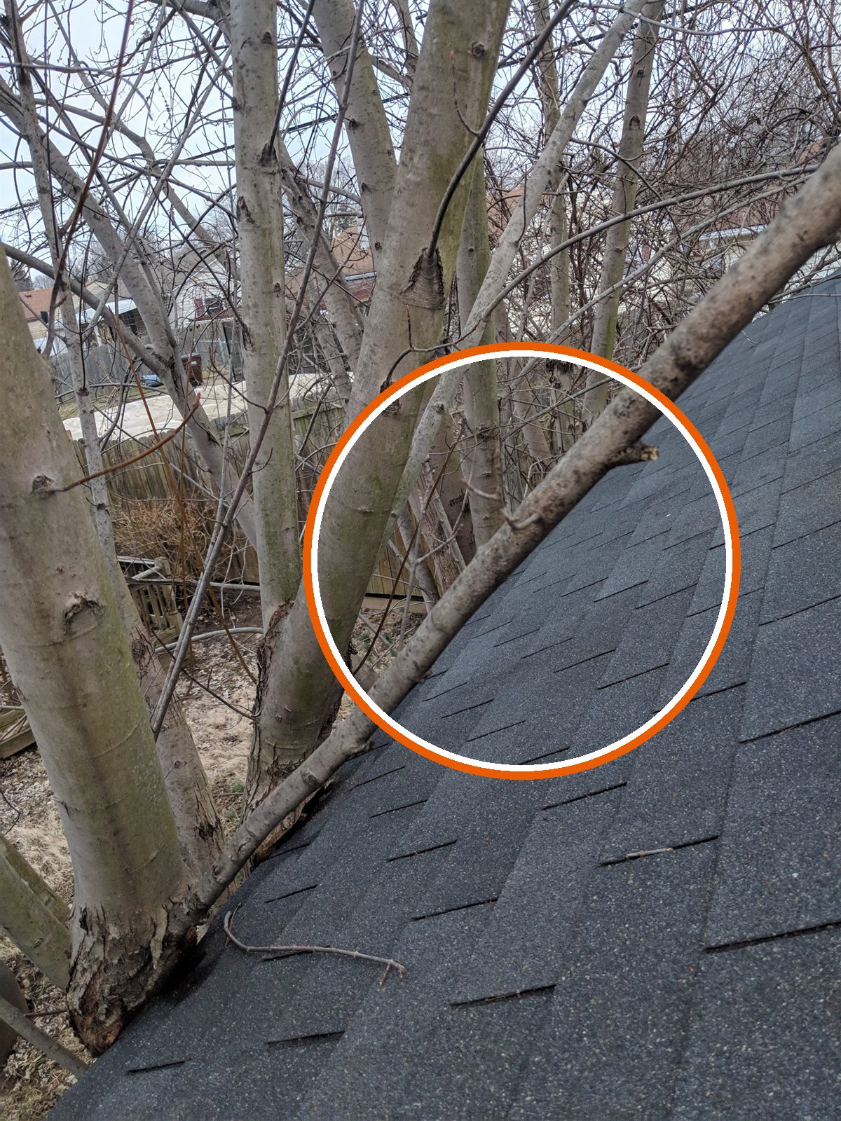 Trees growing against the roof edge